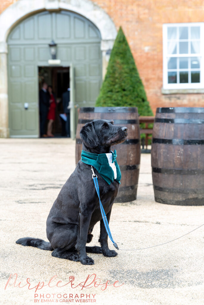 Photo of a dog in a tuxedo and bow tie at his owners wedding in Northampton