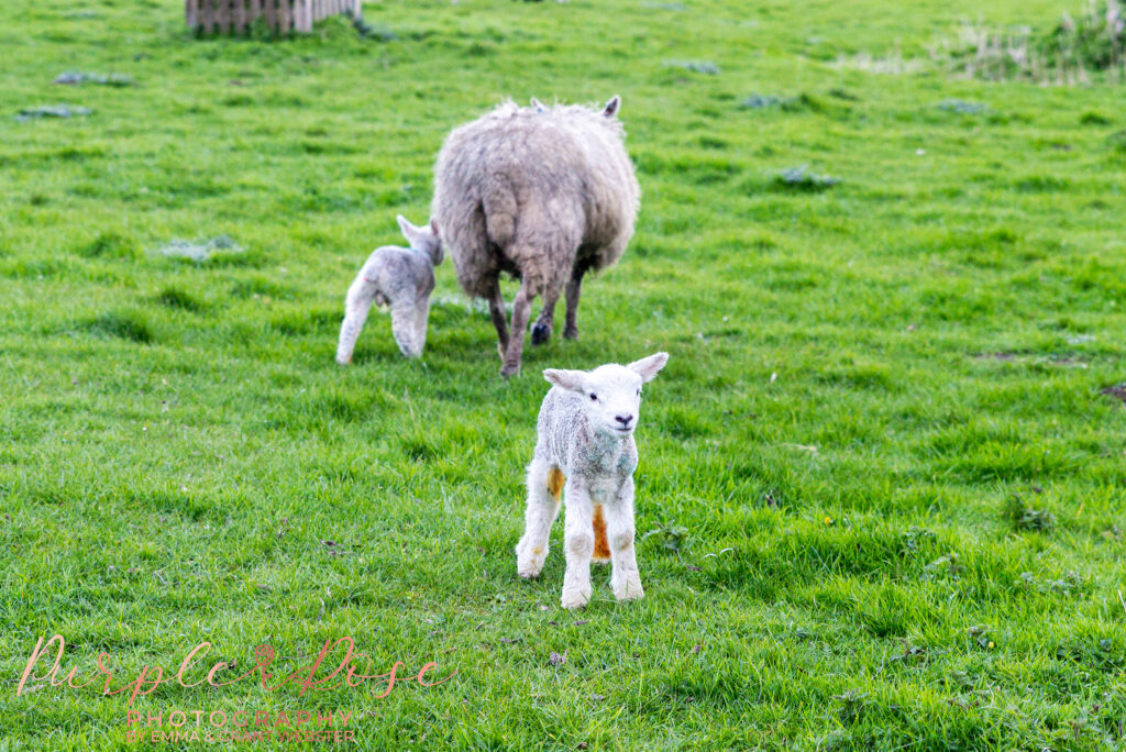 Photo of a sheep and lambs at a wedding in Northampton